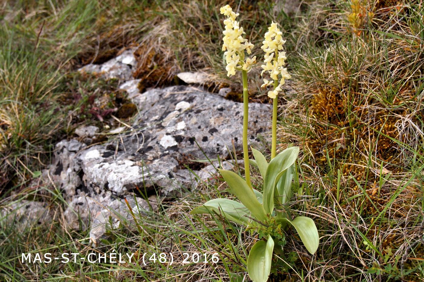 Orchid, Pale-flowered plant